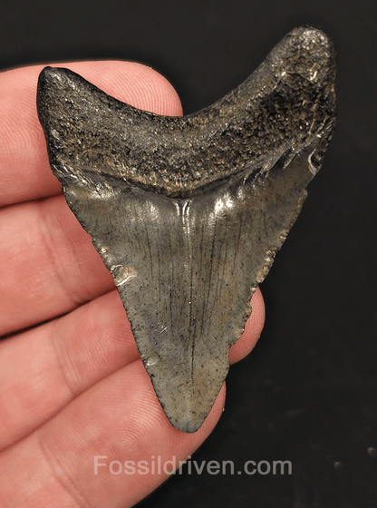 2.10" South Carolina Megalodon Tooth - Solid Specimen - Authentic Fossil Shark Tooth - Fossil Driven