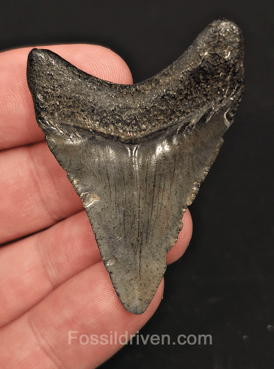 2.10" South Carolina Megalodon Tooth - Solid Specimen - Authentic Fossil Shark Tooth - Fossil Driven