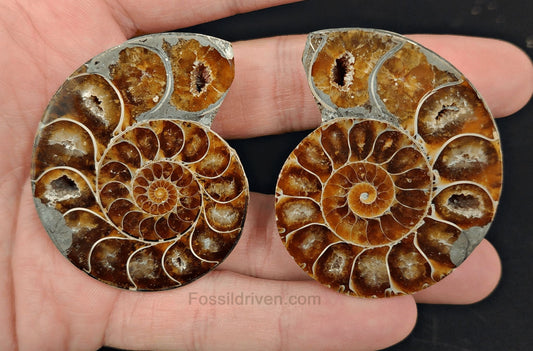 2.11" Cut & Polished Agatized Ammonite Fossil – Display Specimen | Fossil Driven - Fossil Driven