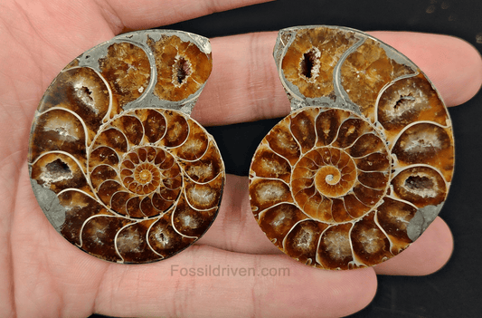 2.11" Cut & Polished Agatized Ammonite Fossil – Display Specimen | Fossil Driven - Fossil Driven