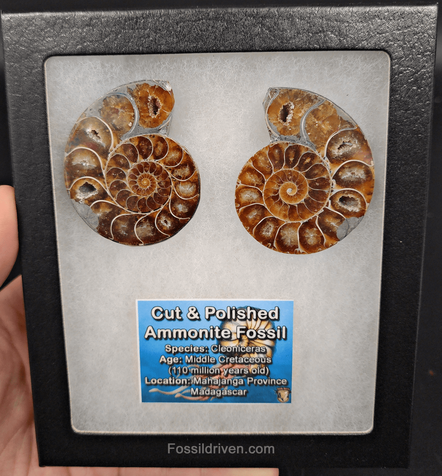 2.11" Cut & Polished Agatized Ammonite Fossil – Display Specimen | Fossil Driven - Fossil Driven