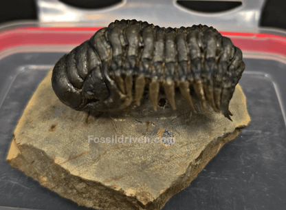 2.11" Fossil Crotalocephalina Trilobite – Devonian – Issoumour, Morocco - Fossil Driven