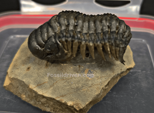 2.11" Fossil Crotalocephalina Trilobite – Devonian – Issoumour, Morocco - Fossil Driven