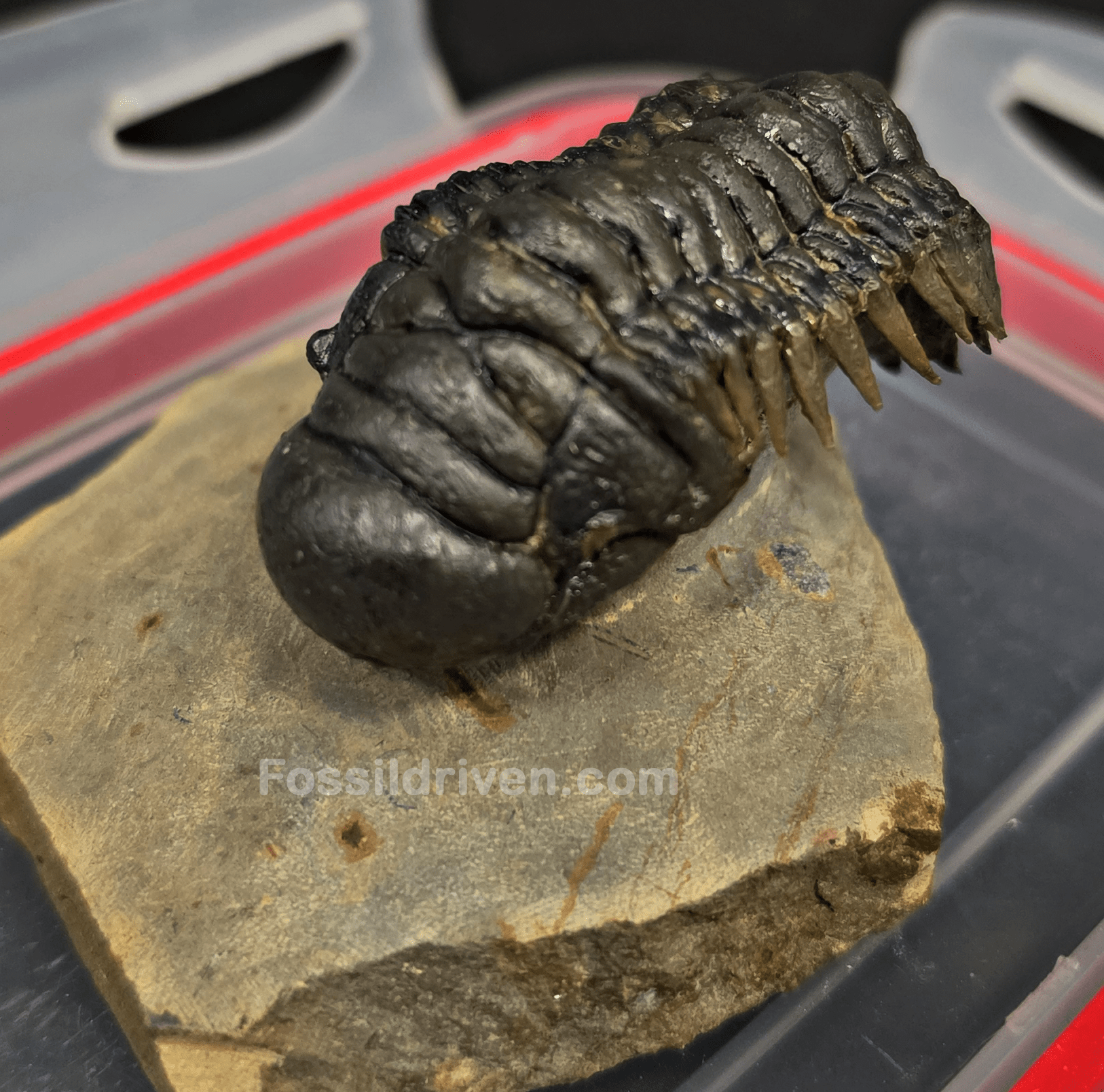 2.11" Fossil Crotalocephalina Trilobite – Devonian – Issoumour, Morocco - Fossil Driven