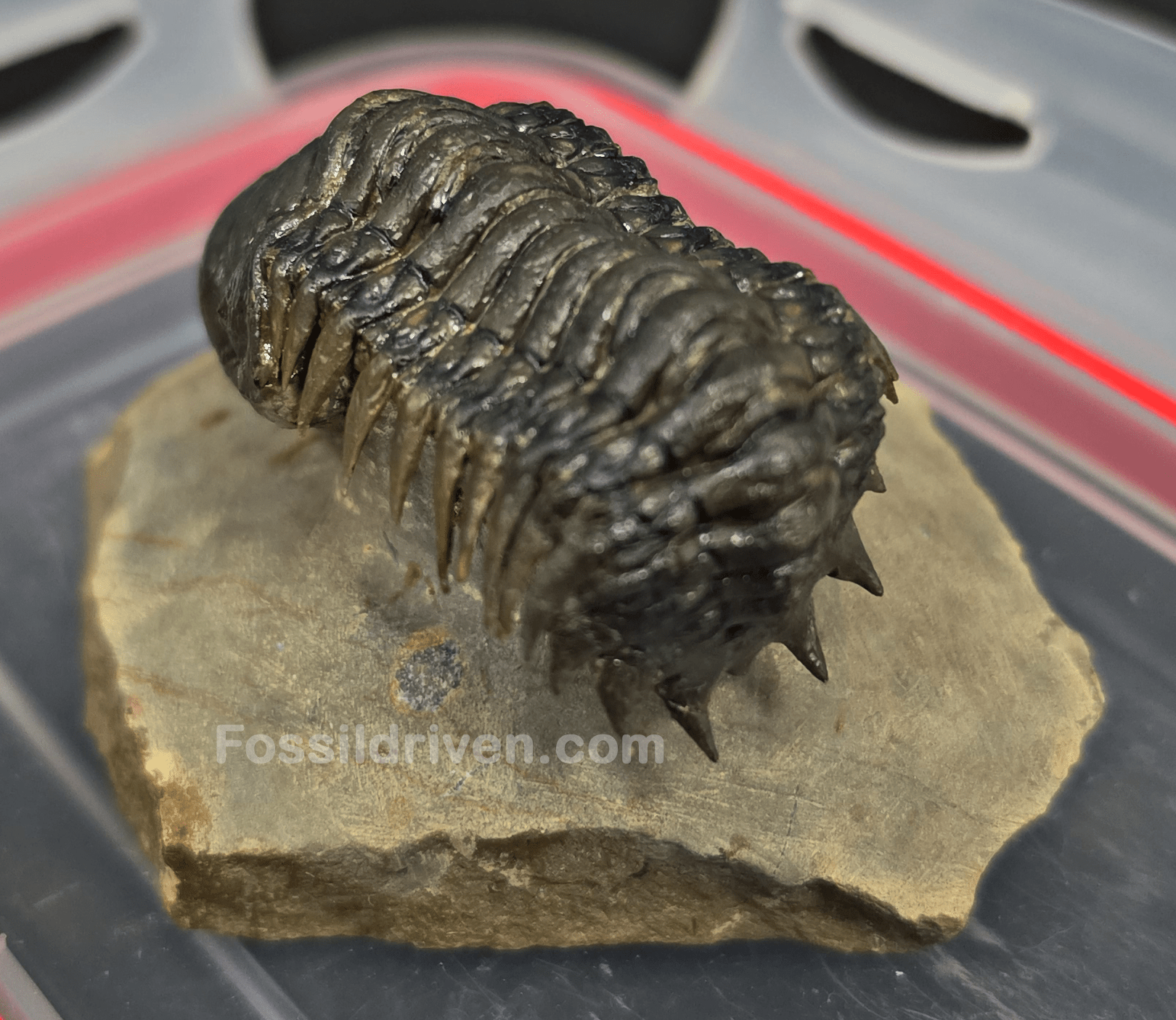 2.11" Fossil Crotalocephalina Trilobite – Devonian – Issoumour, Morocco - Fossil Driven