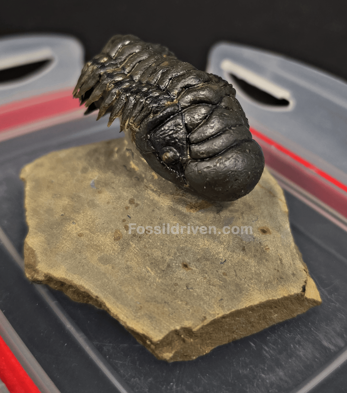 2.11" Fossil Crotalocephalina Trilobite – Devonian – Issoumour, Morocco - Fossil Driven