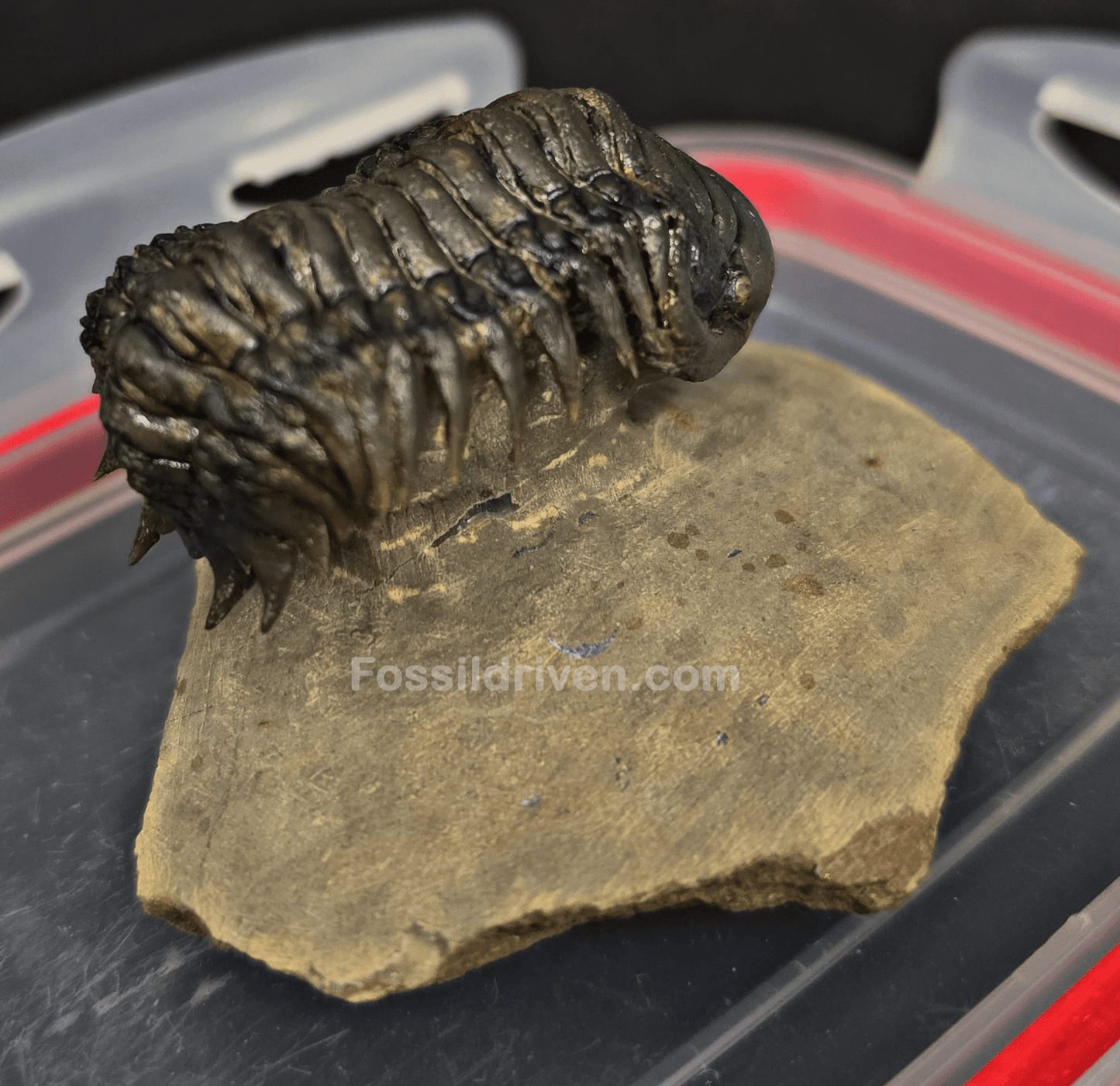 2.11" Fossil Crotalocephalina Trilobite – Devonian – Issoumour, Morocco - Fossil Driven