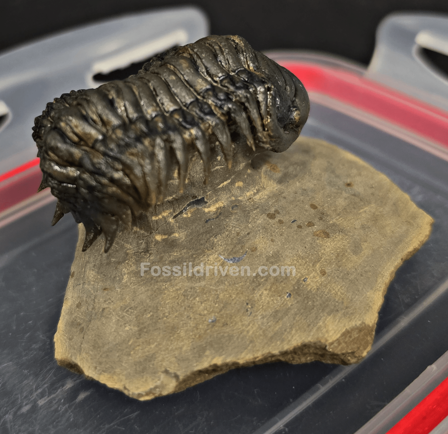 2.11" Fossil Crotalocephalina Trilobite – Devonian – Issoumour, Morocco - Fossil Driven