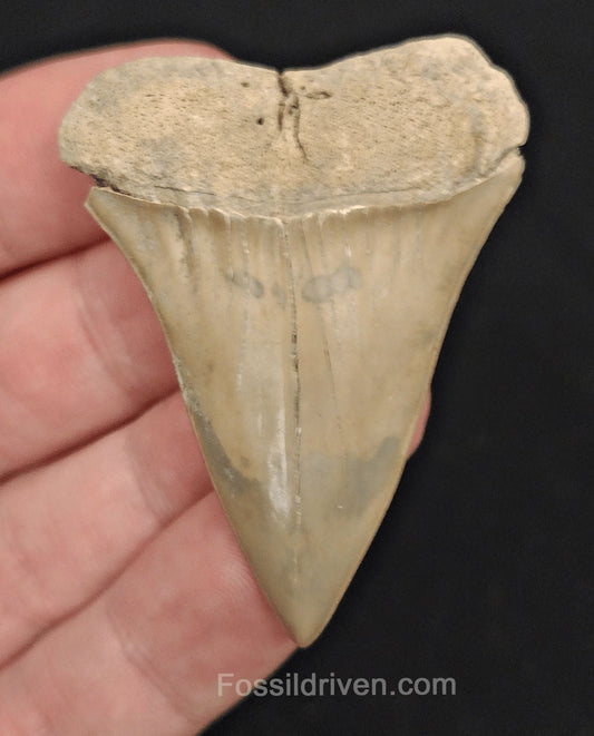 2.11" Fossil Hastalis Mako Shark Tooth – Lee Creek, North Carolina | Fossil Driven - Fossil Driven
