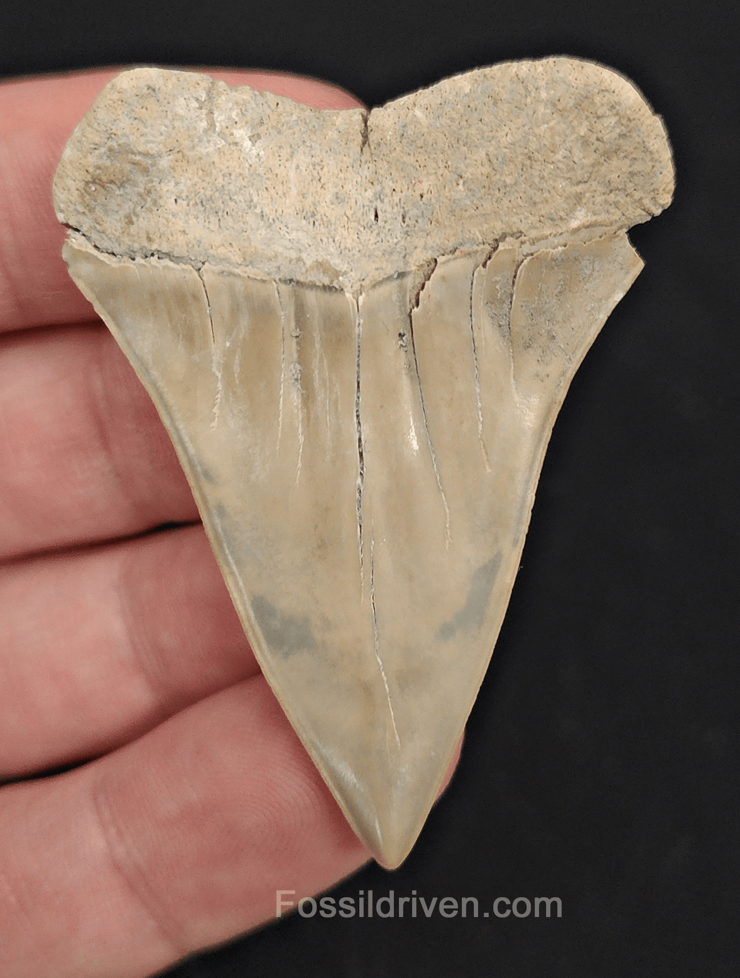 2.11" Fossil Isurus hastalis Shark Tooth – Lee Creek | Authentic Prehistoric Fossil - Fossil Driven