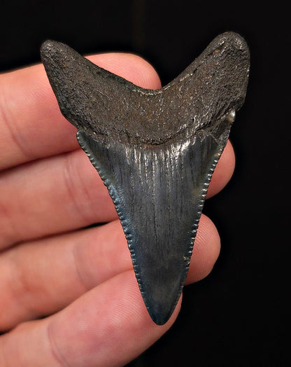 2.12" Fossil Great White Shark Tooth (Carcharodon carcharias) – South Carolina - Fossil Driven