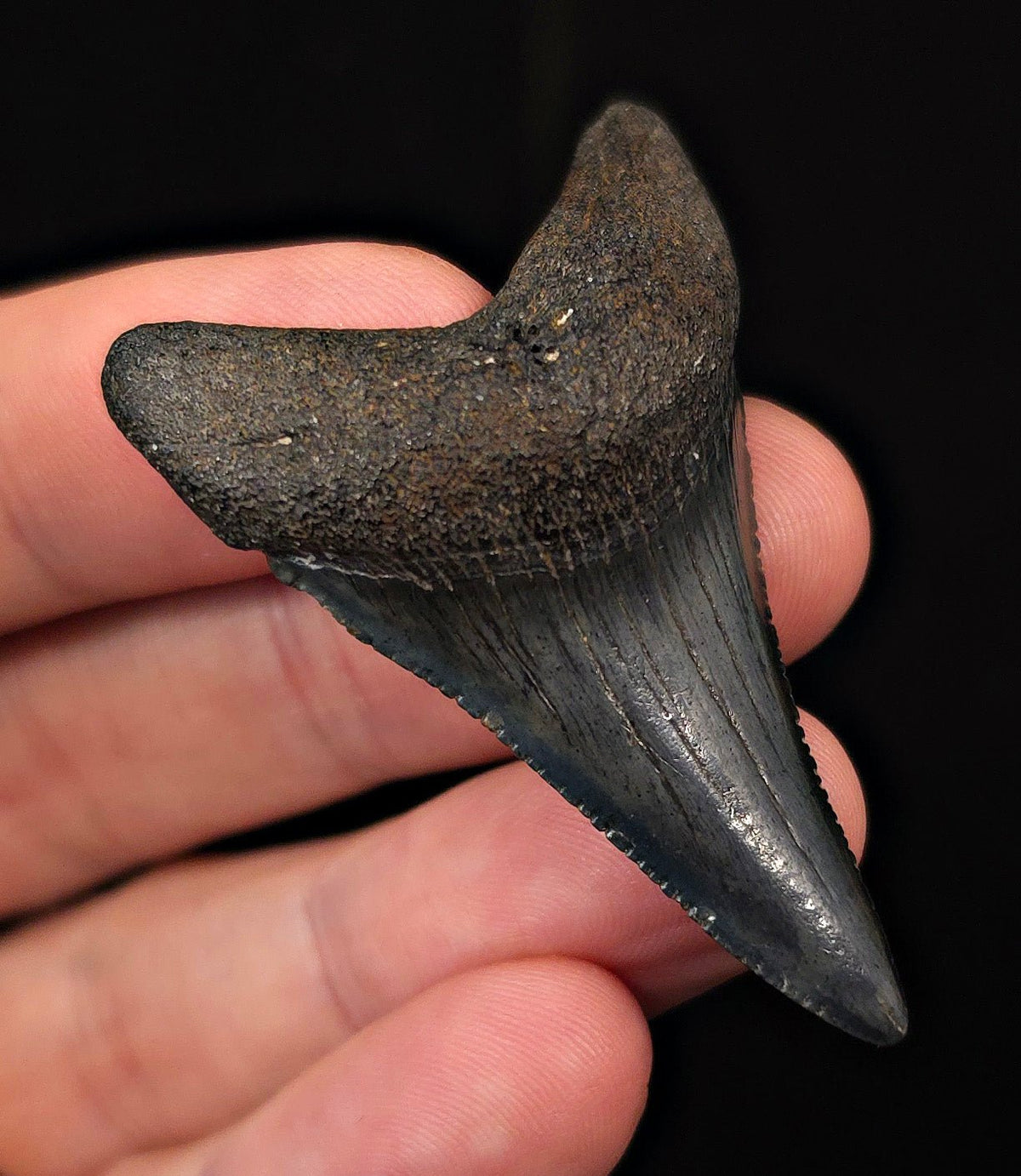 2.12" Fossil Great White Shark Tooth (Carcharodon carcharias) – South Carolina - Fossil Driven