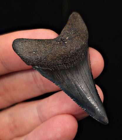 2.12" Fossil Great White Shark Tooth (Carcharodon carcharias) – South Carolina - Fossil Driven