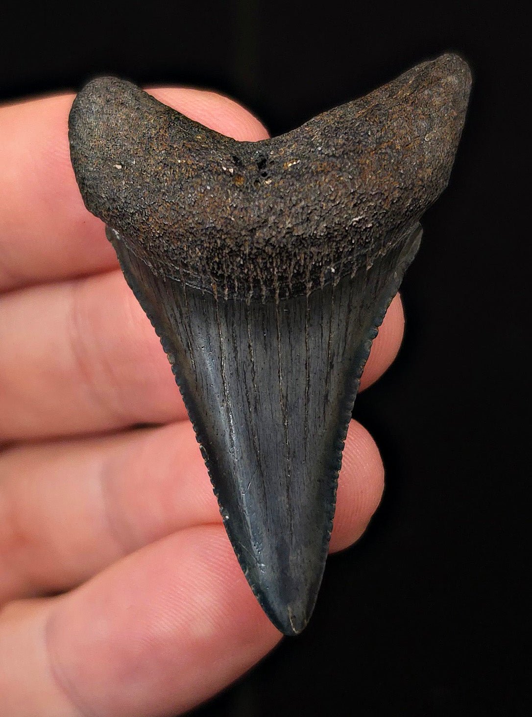2.12" Fossil Great White Shark Tooth (Carcharodon carcharias) – South Carolina - Fossil Driven