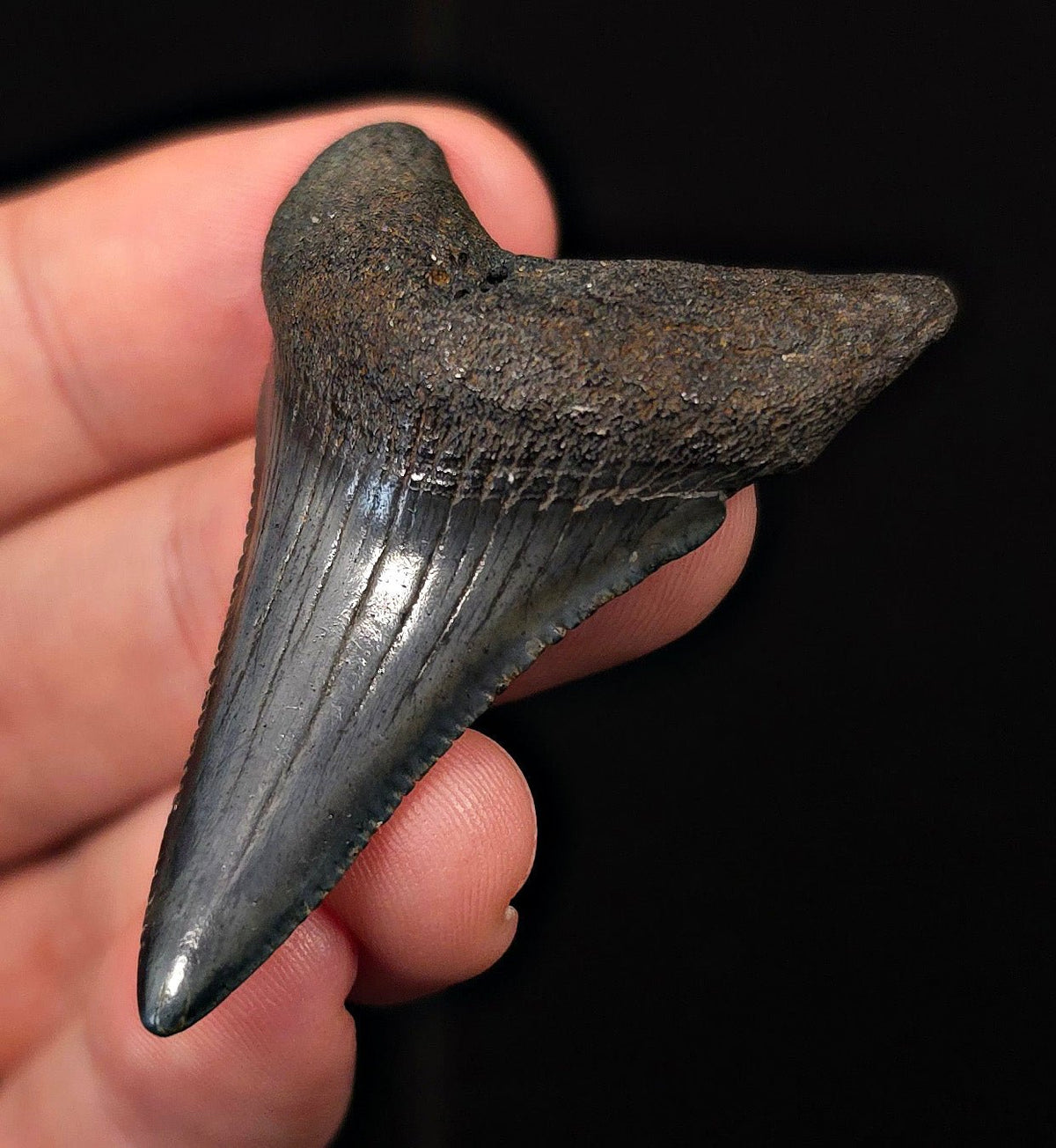 2.12" Fossil Great White Shark Tooth (Carcharodon carcharias) – South Carolina - Fossil Driven