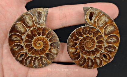 2.13" Cut & Polished Agatized Ammonite Fossil – Display Specimen | Fossil Driven - Fossil Driven
