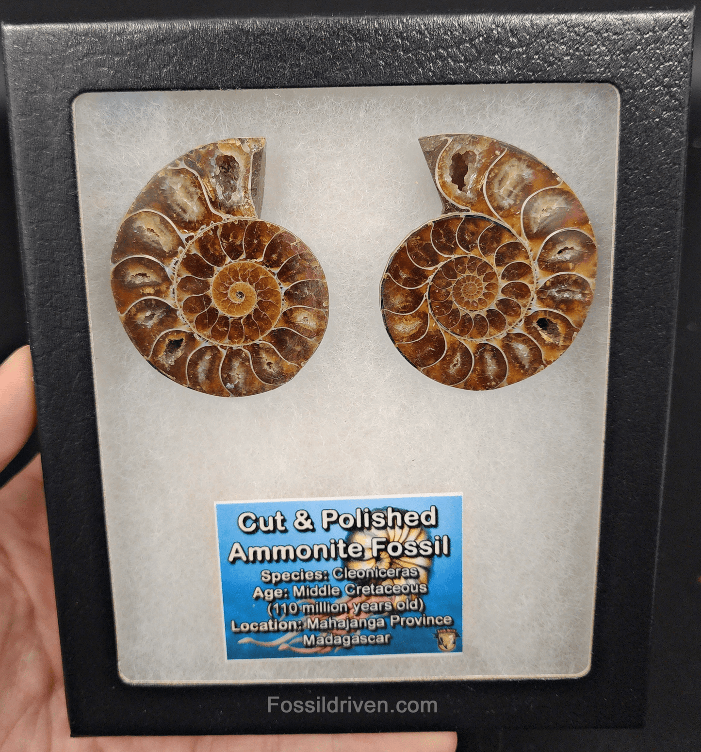 2.13" Cut & Polished Agatized Ammonite Fossil – Display Specimen | Fossil Driven - Fossil Driven