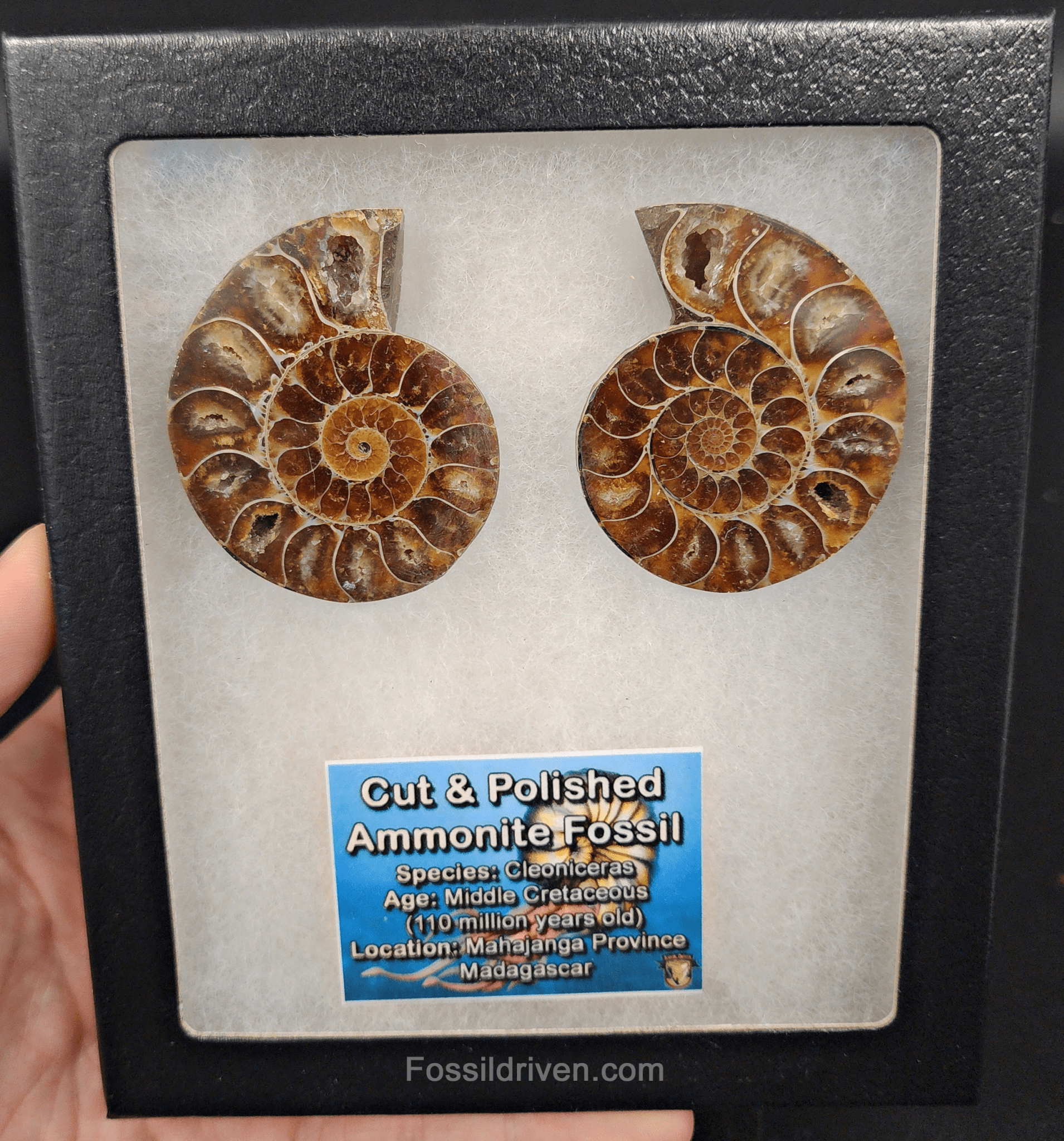 2.13" Cut & Polished Agatized Ammonite Fossil – Display Specimen | Fossil Driven - Fossil Driven