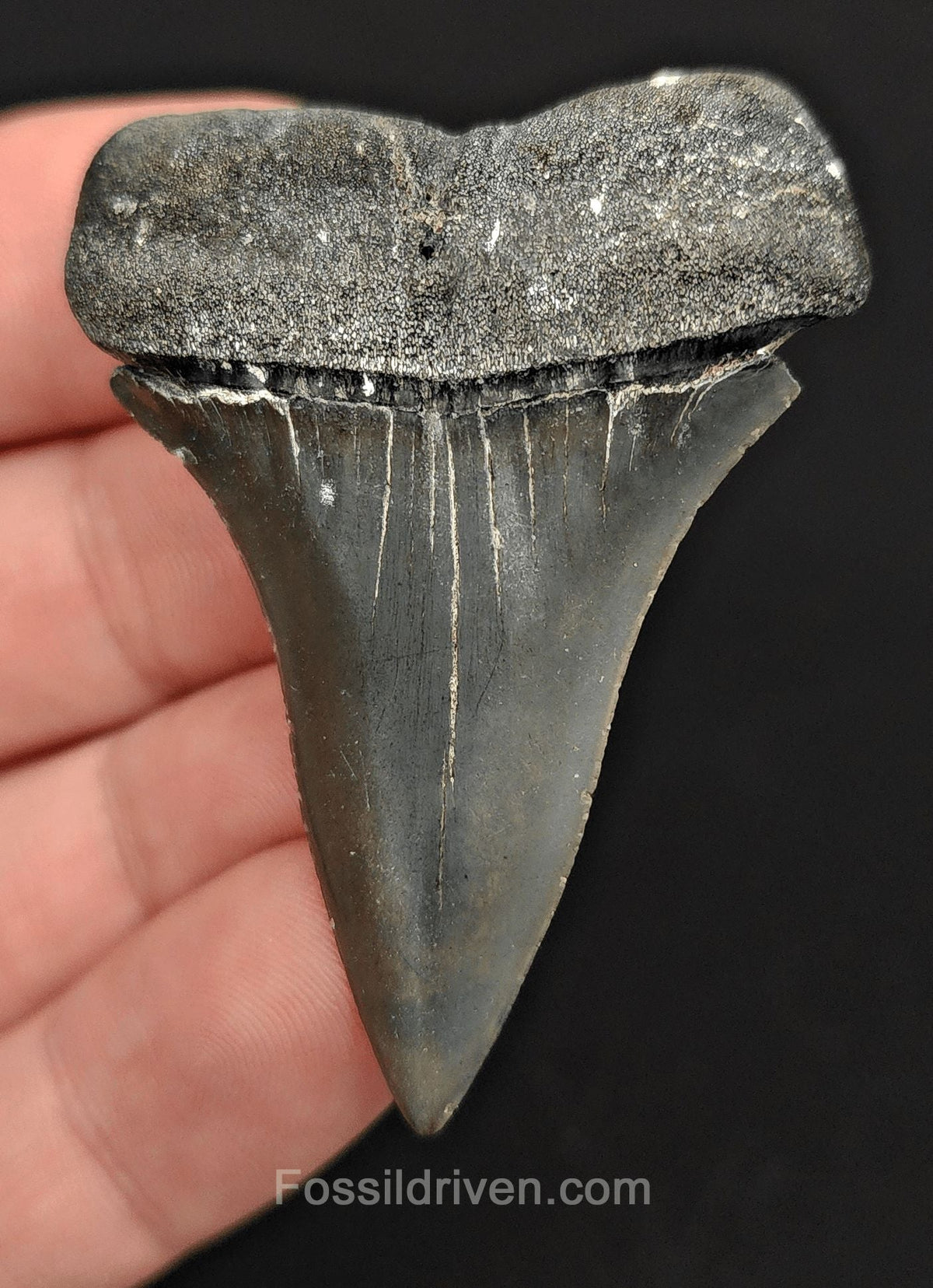 2.13" Fossil Isurus hastalis Shark Tooth – Venice, Florida | Authentic Prehistoric Fossil - Fossil Driven