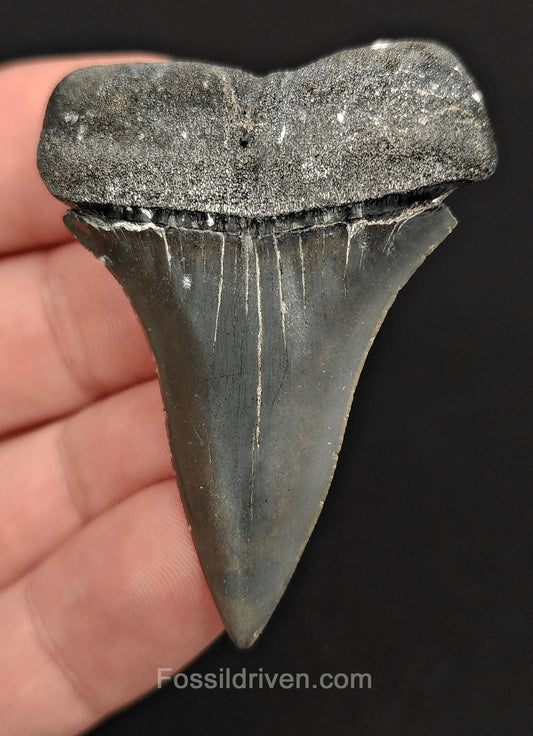 2.13" Fossil Isurus hastalis Shark Tooth – Venice, Florida | Authentic Prehistoric Fossil - Fossil Driven