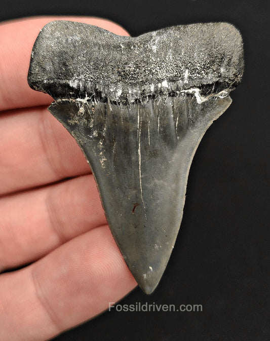 2.13" Fossil Isurus hastalis Shark Tooth – Venice, Florida | Authentic Prehistoric Fossil - Fossil Driven