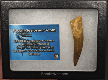 2.13" Fossil Plesiosaur (Zarafasaurus) Tooth - Morocco - Fossil Driven