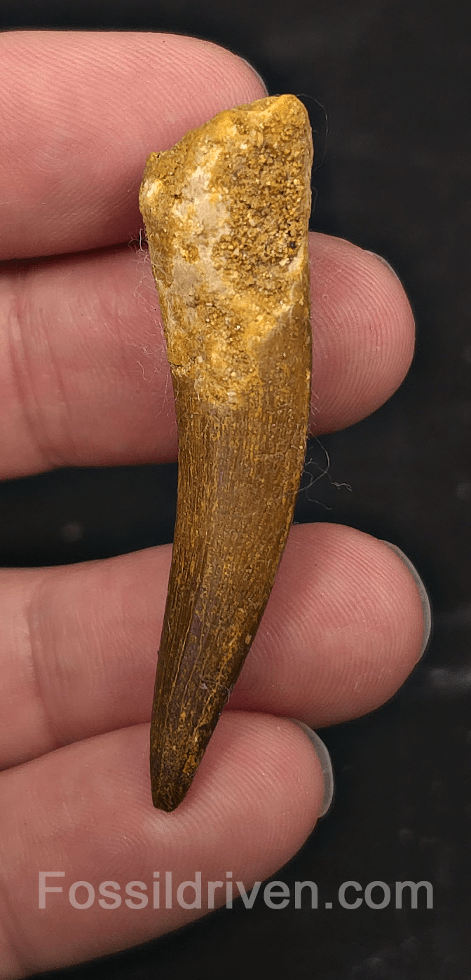 2.13" Fossil Plesiosaur (Zarafasaurus) Tooth - Morocco - Fossil Driven