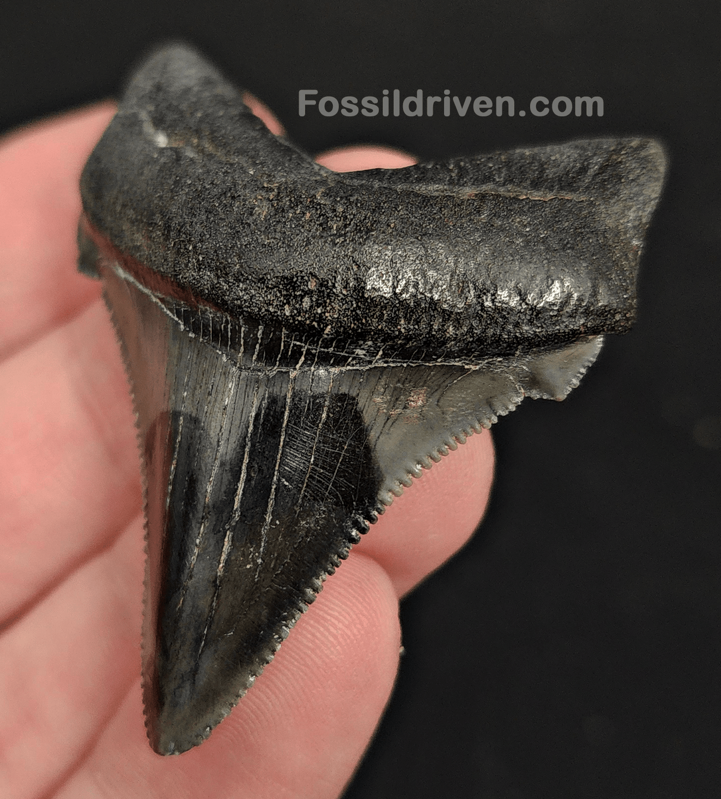 2.14" Fossil Angustidens Shark Tooth – Beaufort, South Carolina (Otodus angustidens) - Fossil Driven