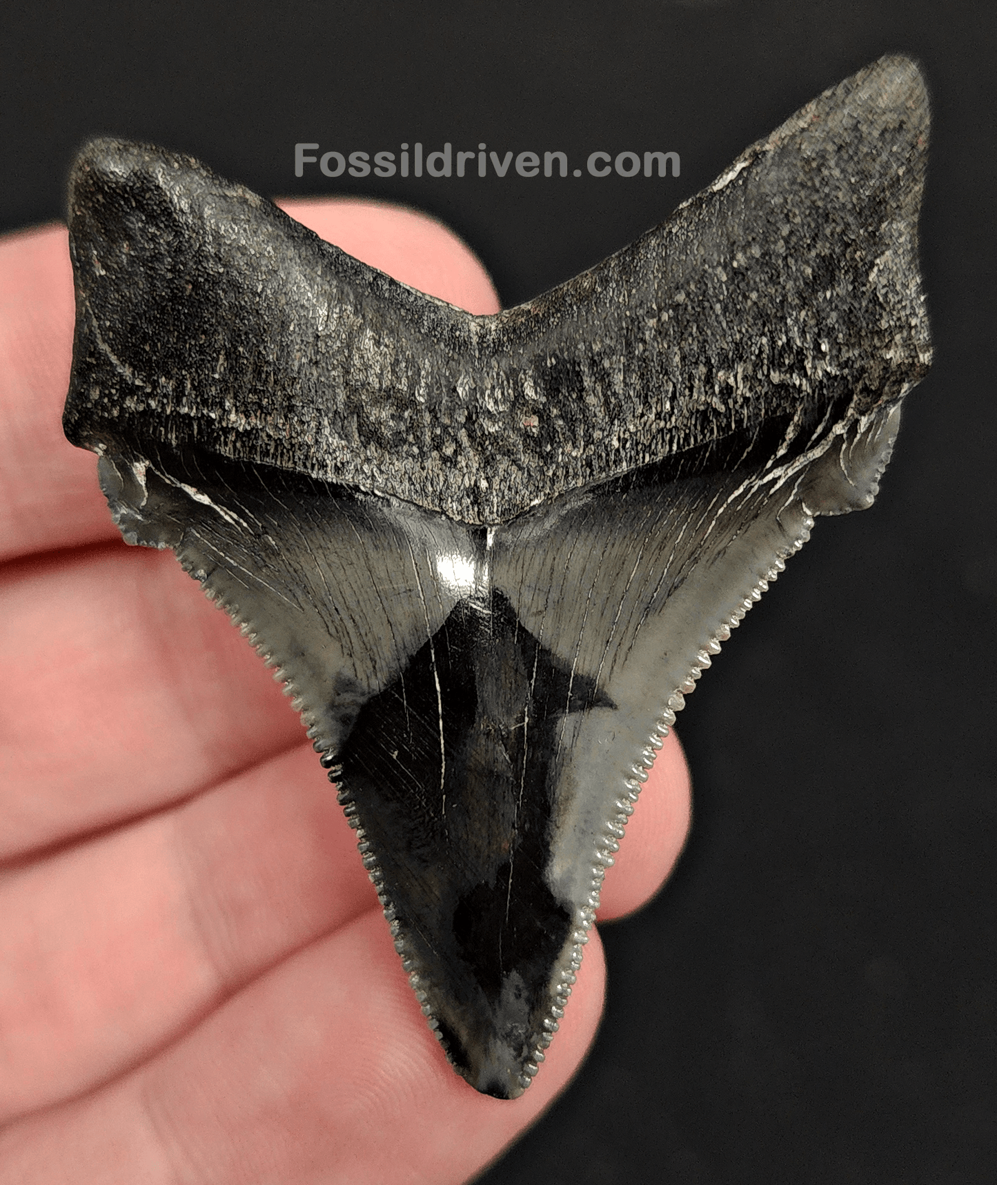 2.14" Fossil Angustidens Shark Tooth – Beaufort, South Carolina (Otodus angustidens) - Fossil Driven