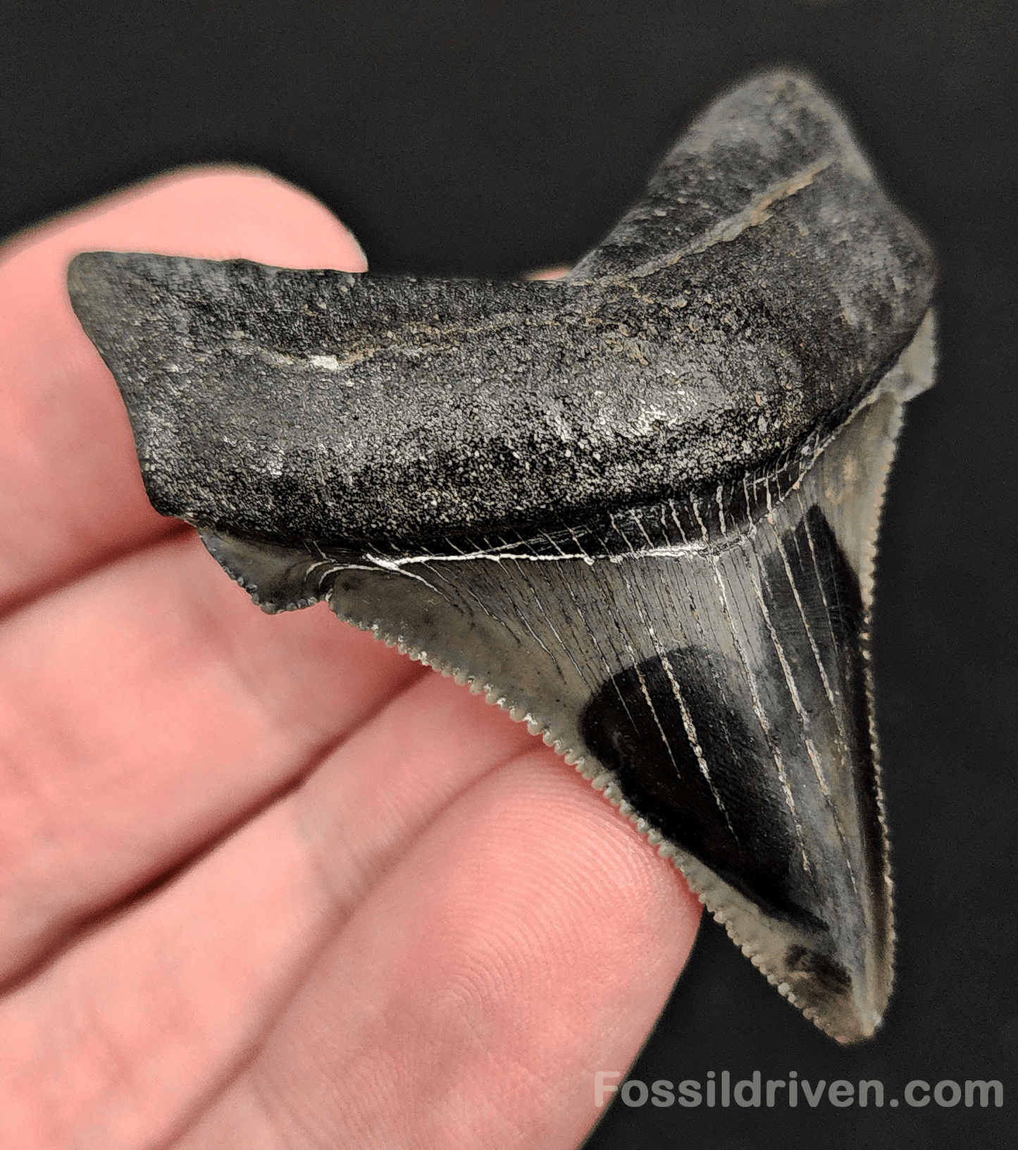 2.14" Fossil Angustidens Shark Tooth – Beaufort, South Carolina (Otodus angustidens) - Fossil Driven