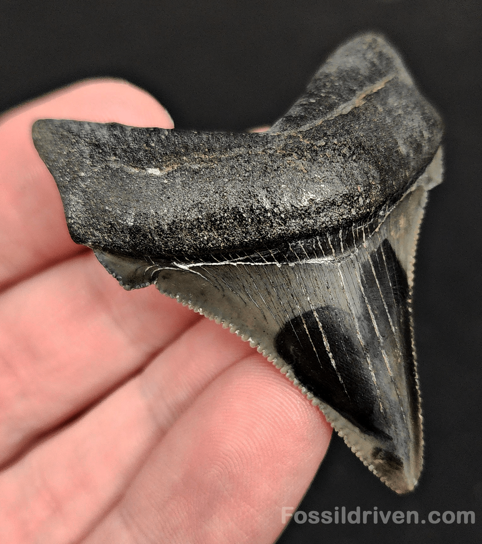 2.14" Fossil Angustidens Shark Tooth – Beaufort, South Carolina (Otodus angustidens) - Fossil Driven
