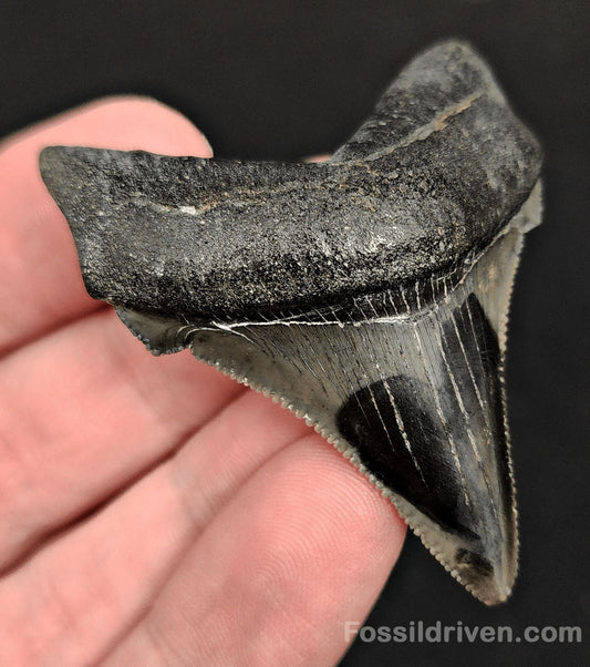 2.14" Fossil Angustidens Shark Tooth – South Carolina (Otodus angustidens) - Fossil Driven