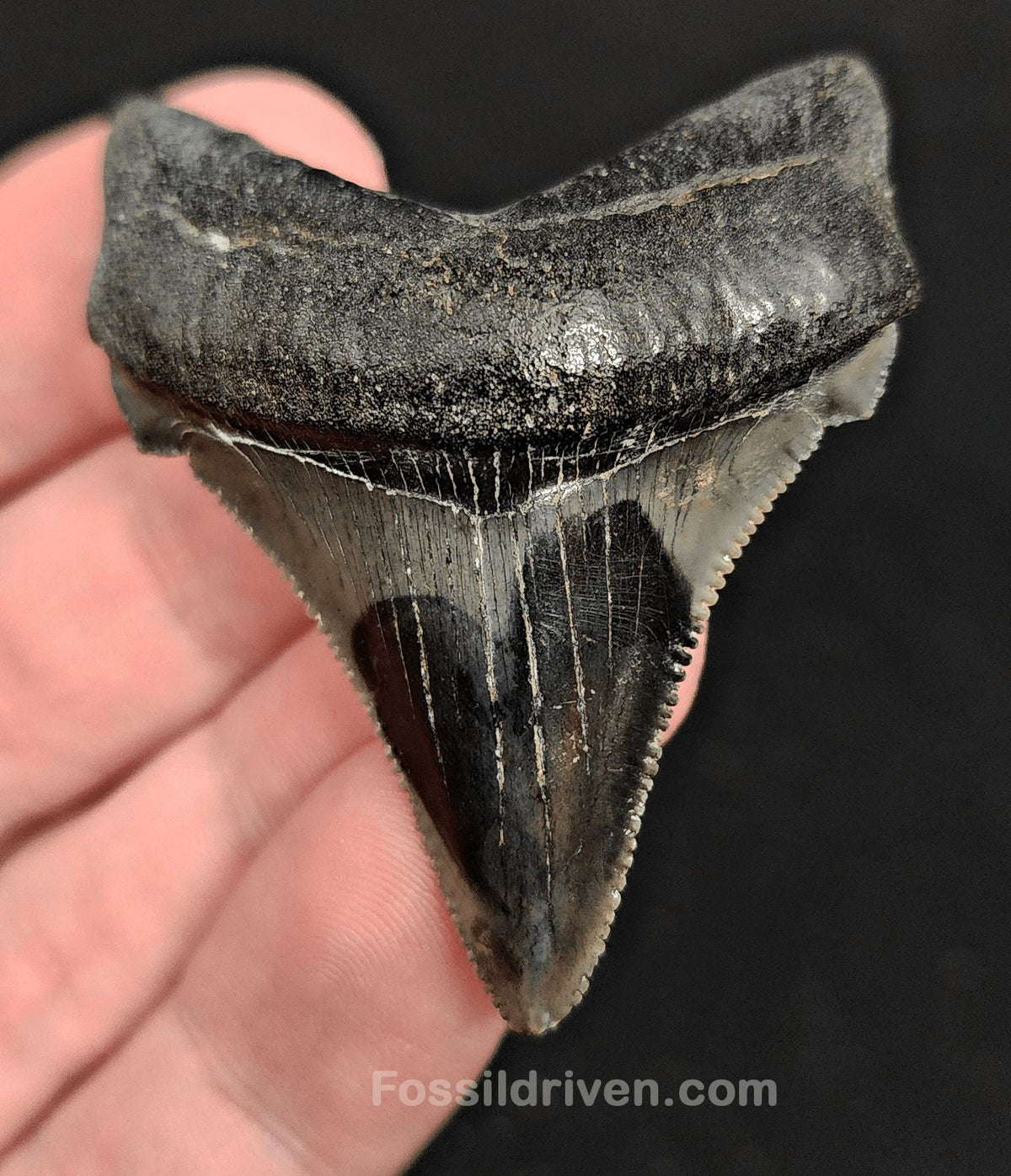 2.14" Fossil Angustidens Shark Tooth – South Carolina (Otodus angustidens) - Fossil Driven