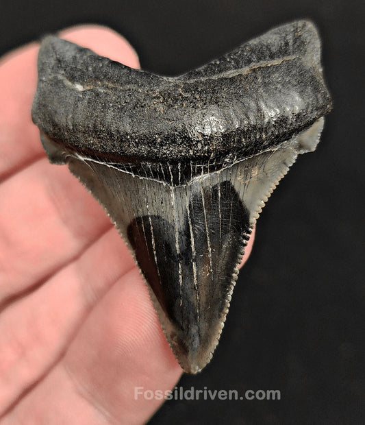 2.14" Fossil Angustidens Shark Tooth – South Carolina (Otodus angustidens) - Fossil Driven