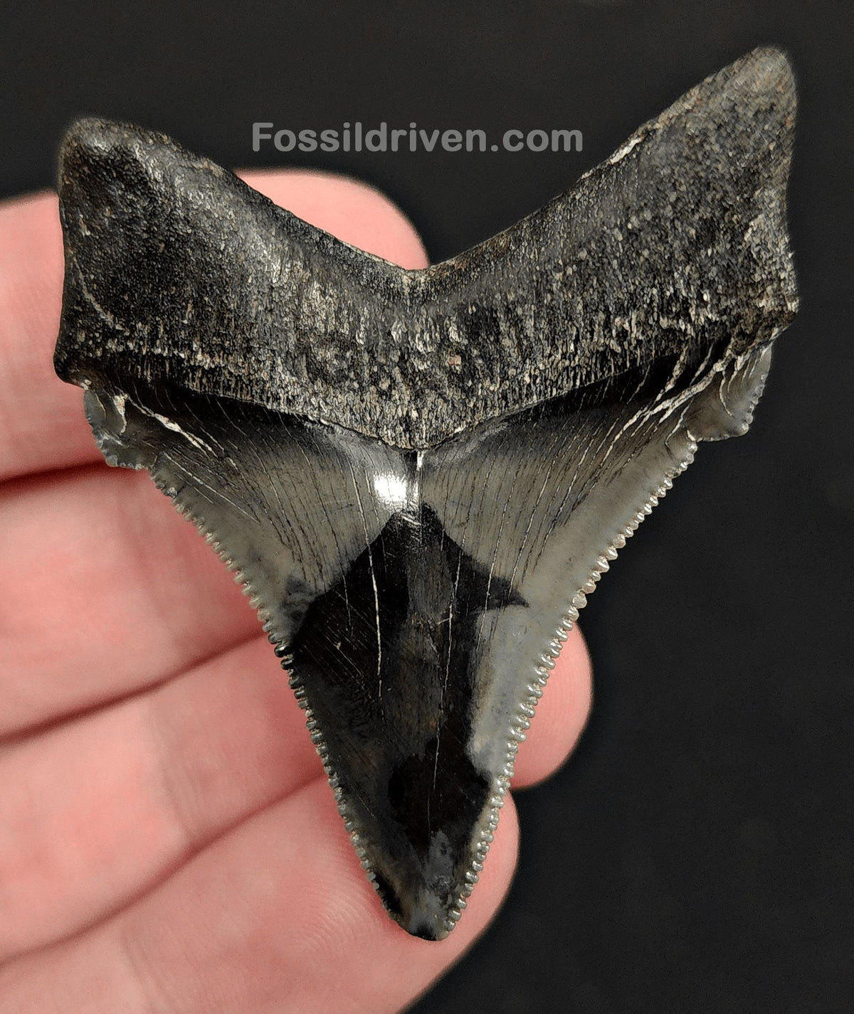 2.14" Fossil Angustidens Shark Tooth – South Carolina (Otodus angustidens) - Fossil Driven