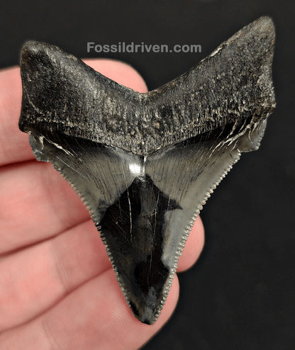 2.14" Fossil Angustidens Shark Tooth – South Carolina (Otodus angustidens) - Fossil Driven