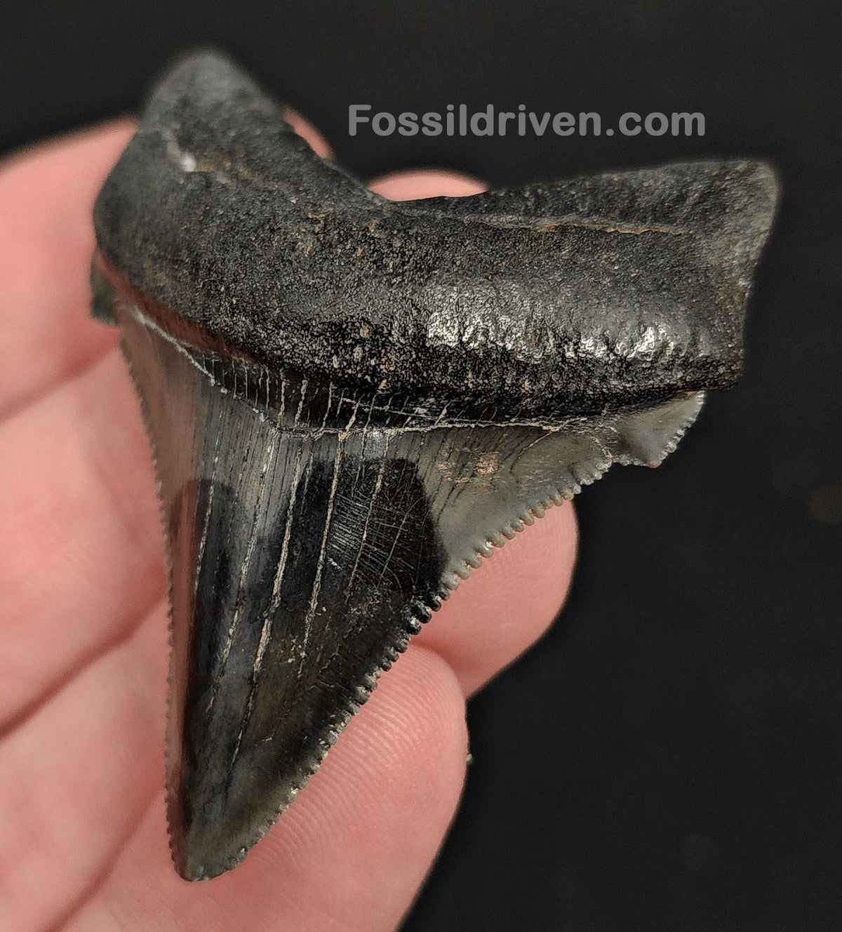 2.14" Fossil Angustidens Shark Tooth – South Carolina (Otodus angustidens) - Fossil Driven