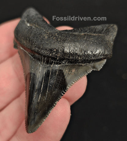 2.14" Fossil Angustidens Shark Tooth – South Carolina (Otodus angustidens) - Fossil Driven