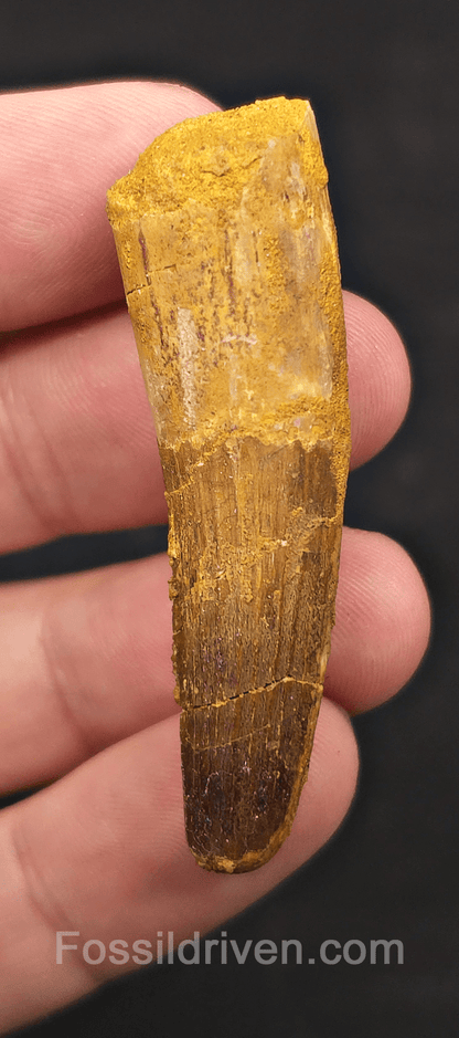 2.14" Fossil Spinosaurus Tooth - Real Dinosaur Tooth - Fossil Driven