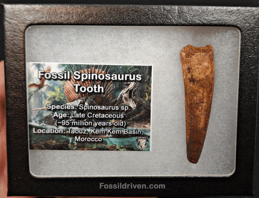 2.14" Fossil Spinosaurus Tooth - Real Dinosaur Tooth (Spino 2385) - Fossil Driven