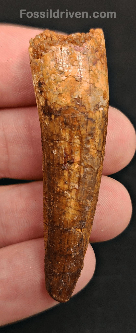 2.14" Fossil Spinosaurus Tooth - Real Dinosaur Tooth (Spino 2385) - Fossil Driven