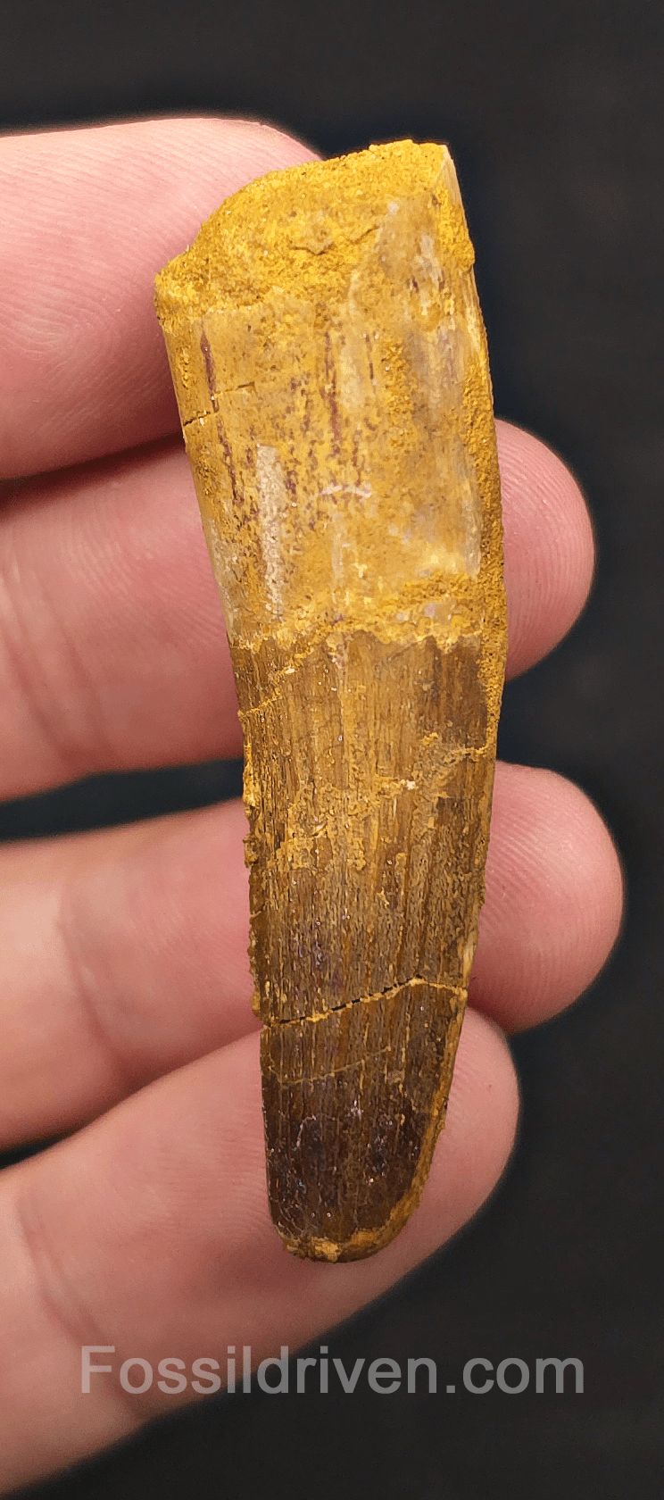 2.14" Fossil Spinosaurus Tooth - Real Dinosaur Tooth (Spino 2727) - Fossil Driven
