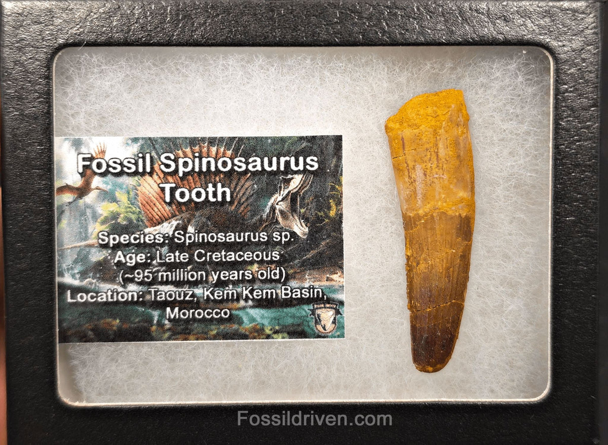 2.14" Fossil Spinosaurus Tooth - Real Dinosaur Tooth (Spino 2727) - Fossil Driven