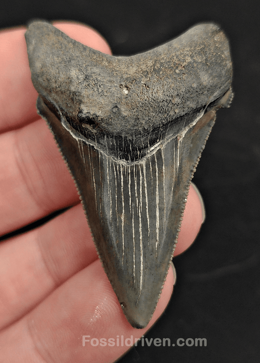 2.15" Fossil Angustidens Shark Tooth – Beaufort, South Carolina (Otodus angustidens) - Fossil Driven