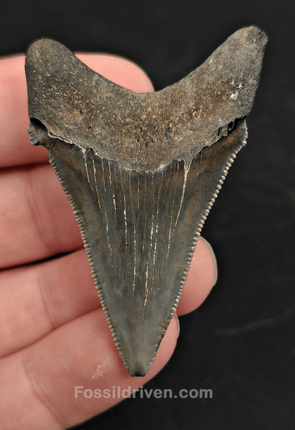 2.15" Fossil Angustidens Shark Tooth – Beaufort, South Carolina (Otodus angustidens) - Fossil Driven