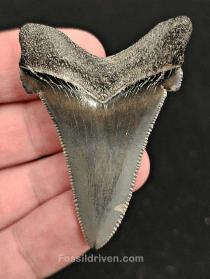 2.15" Fossil Angustidens Shark Tooth – Beaufort, South Carolina (Otodus angustidens) - Fossil Driven