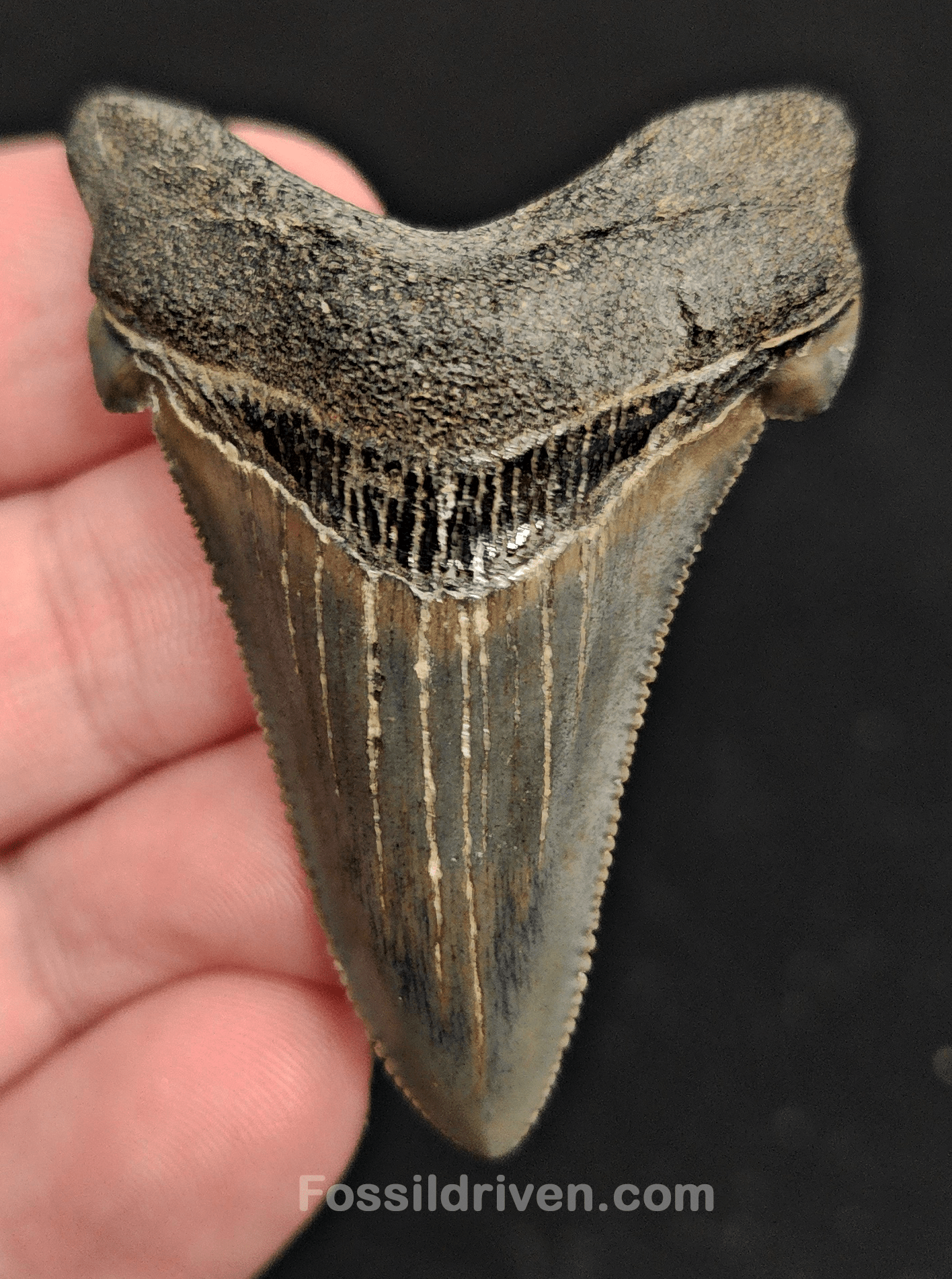2.15" Fossil Angustidens Shark Tooth – Beaufort, South Carolina (Otodus angustidens) - Fossil Driven