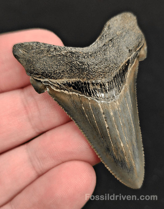 2.15" Fossil Angustidens Shark Tooth – South Carolina (Otodus angustidens) (Angy 2350) - Fossil Driven