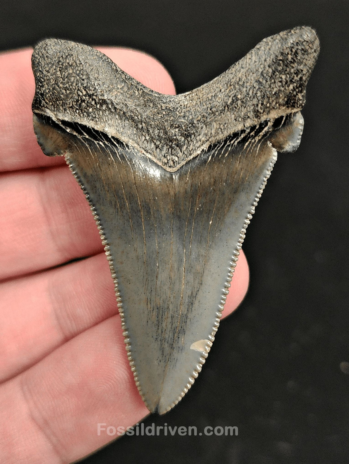 2.15" Fossil Angustidens Shark Tooth – South Carolina (Otodus angustidens) (Angy 2350) - Fossil Driven