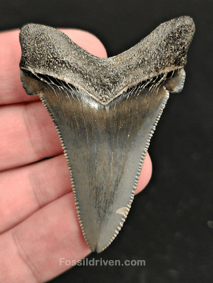 2.15" Fossil Angustidens Shark Tooth – South Carolina (Otodus angustidens) (Angy 2350) - Fossil Driven